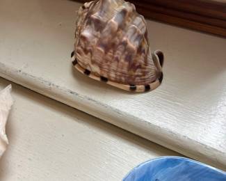 Seashell