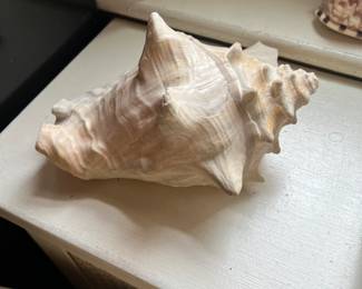 Seashell