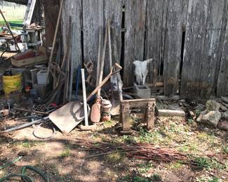 Two cow skulls, tools etc from old shed