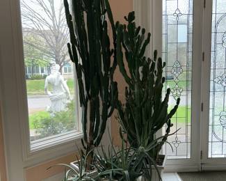Huge Cactus plants/ Aloe Vera