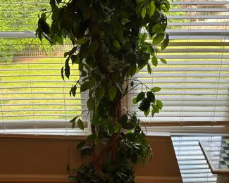 Indoor Plant Decor