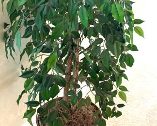 Silk Tree in Brass Container