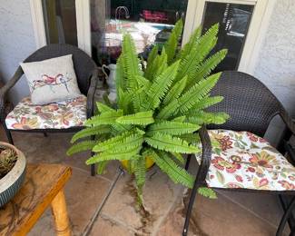 Boston fern