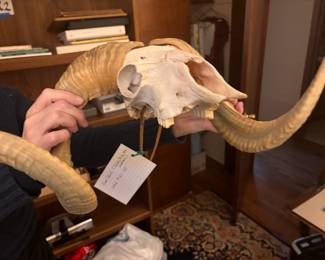 Ram Skull