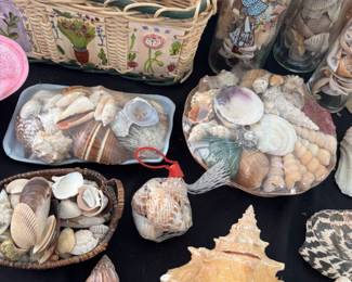 Seashell collection