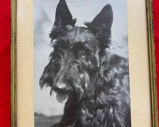 Vintage framed b/w Scottie photo