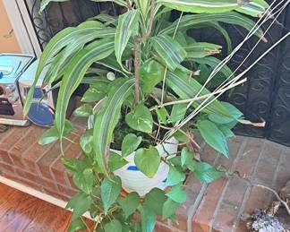 Plants