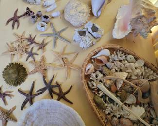 Lots of Sea Shells.