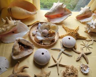 Lots of Sea Shells.