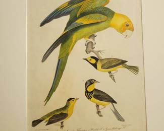 Hand Colored Carolina Parakeet by Alexander Wilson: Previously Exhibited at The Bell Museum , University Of Minnesota.