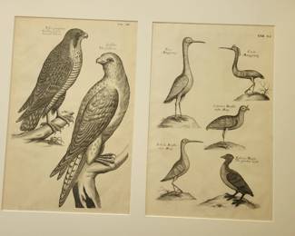 Francis Willoughby circa 1700's. Dozens of others by Bernard Loates, Edouard Travies, John Gould, John Audobon.