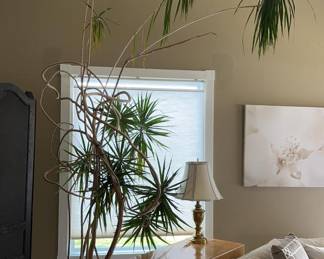 Lot 125 | 11' tall Real Plant Dragon Tree Dracaena in Pot