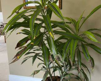 Lot 124 | Real Plant Potted Dracaena Tree Plant in Pot w