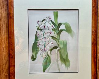 Susan A Rochfort chromolithograph of orchid, published 1874.