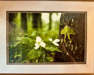 Luna and Trillium photograph by Brian Mantrop, Canadian photographer.
