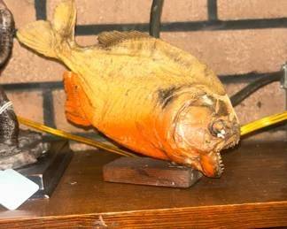 Taxidermy stuffed piranha