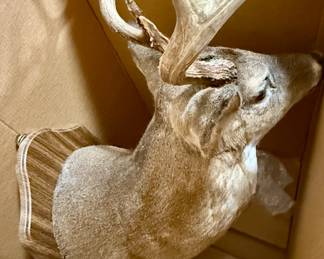 Mounted deer head (1 of 2)