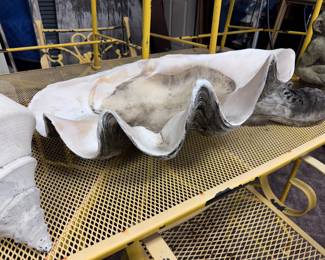 Authentic Giant Clam Shell