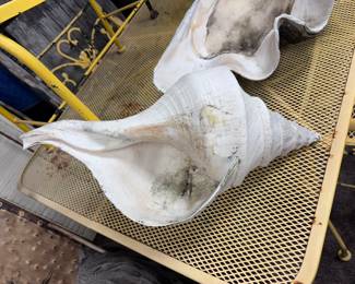 Large Conch Shell