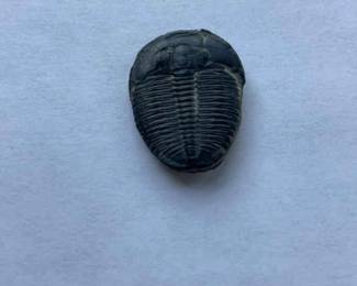 Trilobite Fossil