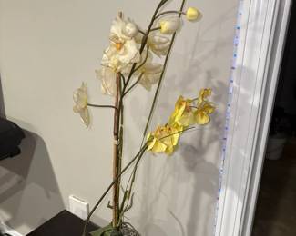 Dendrobium orchid 