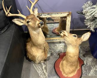 TAXIDERMY