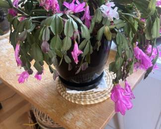 Potted Christmas Cactus