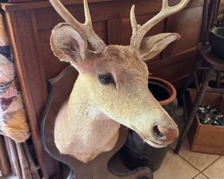 Deer Taxidermy Gun Rack