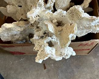 A great selection of larger corals and aquarium shells