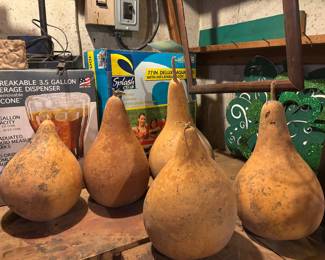 Gourds for you to do with whatever you like