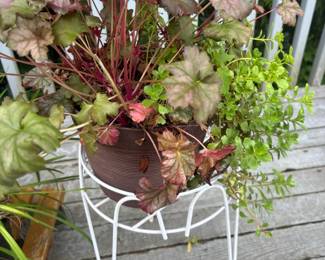 Potted Coral Bells Plant