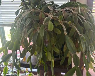 Potted Christmas Cactus