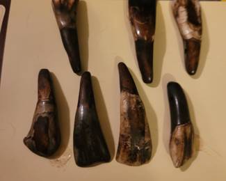 Buffalo Teeth