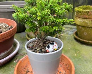 Bonsai