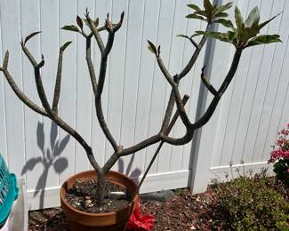 Smaller Plumeria