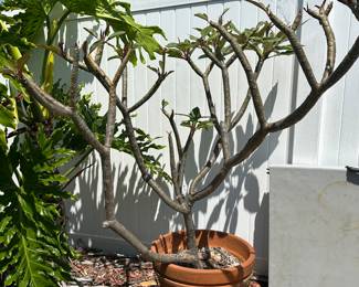 Plumeria!