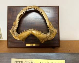 Tiger Shark - Maui, Hawaii mounted Teeth