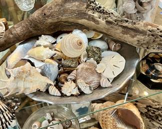 Lot of Sea Shells, Driftwood