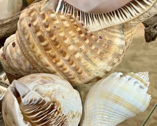 Lot of Sea Shells, Driftwood
