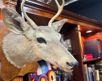 White Tail Deer Mount