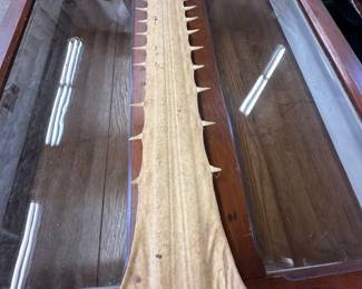 Sawfish Rostrum