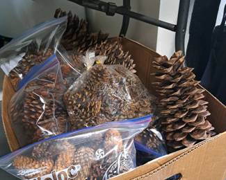 Pine Cones