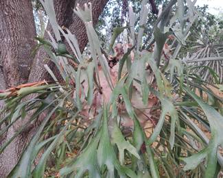 Staghorn Fern