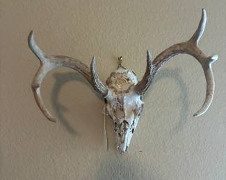 antler mount