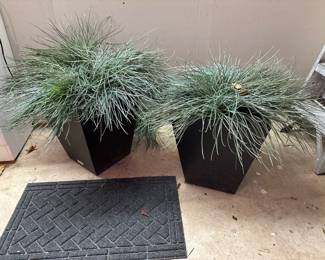 Outdoor plants