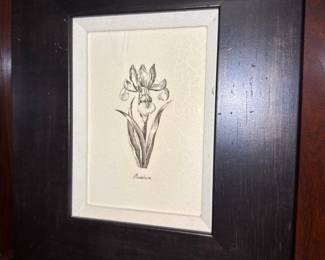 framed drawing of a Crocus Flower by Joe Hanley