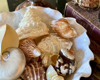 Gorgeous shells