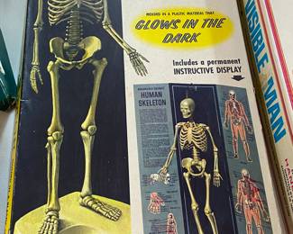 Renwal Human Skeleton