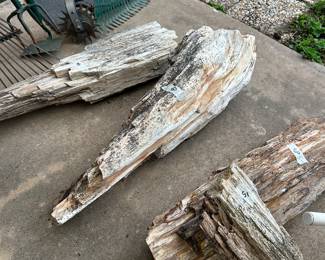 petrified wood