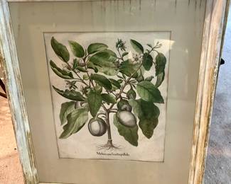 Vintage Botanical Art